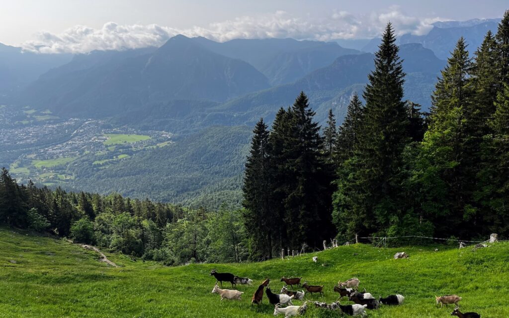 Zwieselalm